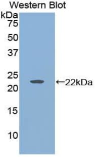 HAT1 Antibody (aa100-338)