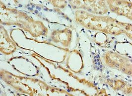 SCGF Antibody (aa22-323)