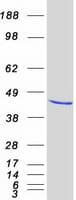 Human EIF4A3 Protein (Recombinant Myc-DDK (Flag))
