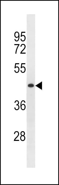 SPRYD5 Antibody (aa154-183)