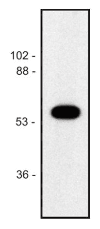 Alpha Tubulin Antibody (N-Terminus, clone TU-02)