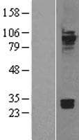 CDH7 / Cadherin 7 Protein (Over-Expression Lysate Myc-DDK (Flag))