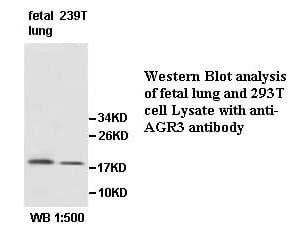 AG3 / AGR3 Antibody (aa22-165)