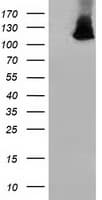 MICAL1 / MICAL Antibody (clone OTI6G2)