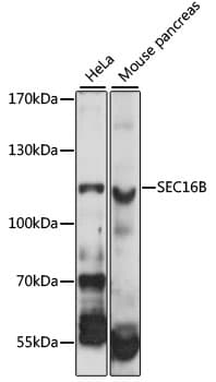 SEC16B Antibody