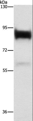Polyclonal Rabbit anti-Human LF / LTF / Lactoferrin Antibody (IHC, WB)