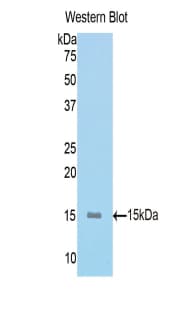 MUC5AC Antibody (aa430-549, Biotin)