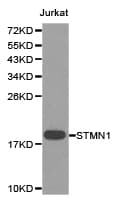 STMN1 / Stathmin / LAG Antibody