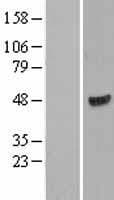 ATG18 / WIPI1 Protein (Over-Expression Lysate Myc-DDK (Flag))