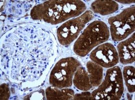 Selenium Binding Protein 1 Antibody (clone 3D4, Carrier-free)