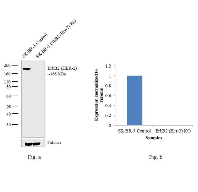 Monoclonal Mouse anti-Human ERBB2 / HER2 Antibody (clone 6C2, Amino Acid: 750-987, IHC, WB)