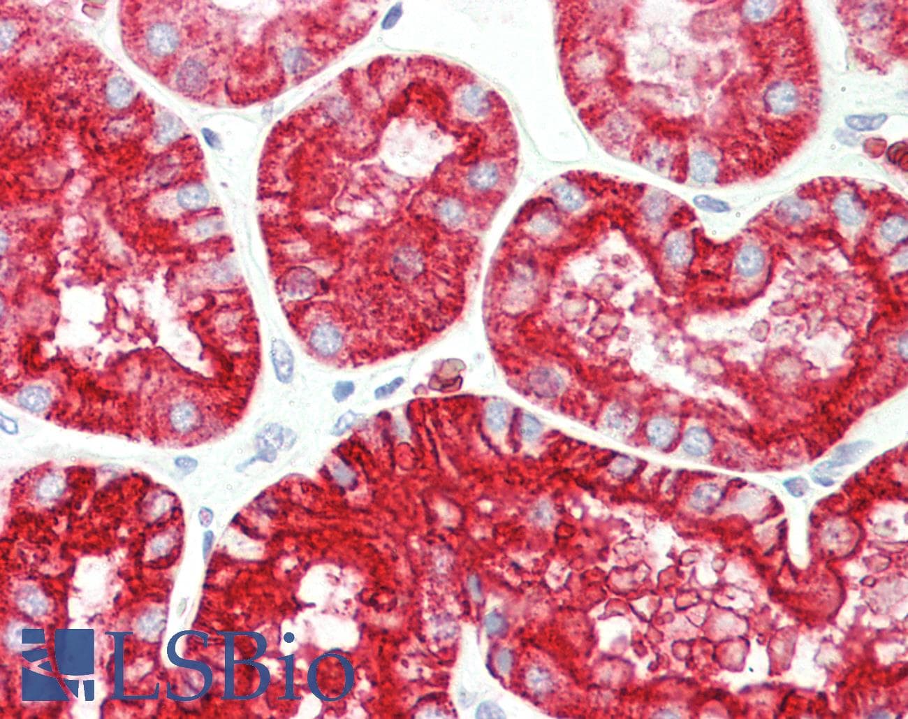 IHC-plus™ AQP1 / Aquaporin 1 Antibody (aa241-269)