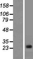CLNS1A Protein (Over-Expression Lysate Myc-DDK (Flag))