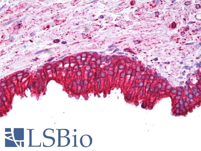 PathPlus™ CANX / Calnexin Antibody (aa500-C-term)