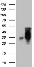 HOXC10 Antibody (aa1-262, clone OTI1A11, Carrier-free)