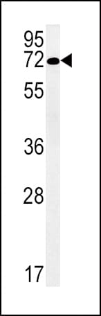 SLC19A3 Antibody (aa217-246)
