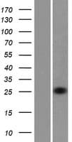 RHOV Protein (Over-Expression Lysate Myc-DDK (Flag))