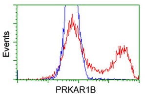 PRKAR1B Antibody (clone OTI2A3)