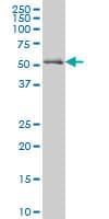 NRF1 / NRF-1 Antibody (clone 2F9)