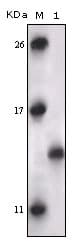 MAPKAPK5 / PRAK Antibody (clone 7H10B4)