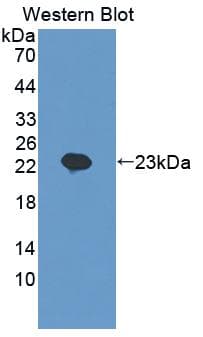 SCEL Antibody (APC)