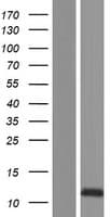 SNN Protein (Over-Expression Lysate Myc-DDK (Flag))