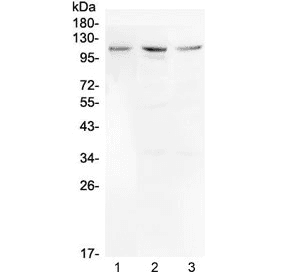 Polyclonal Rabbit anti-Human MIB1 Antibody (WB)