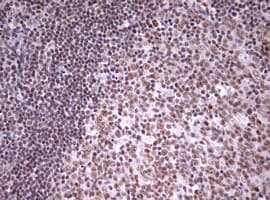 Monoclonal Mouse anti-Human CDCA7L Antibody (clone OTI1A12, aa1-337, IHC, WB)