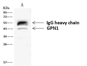 Polyclonal Rabbit anti-Human GPN1 / XAB1 Antibody (WB)