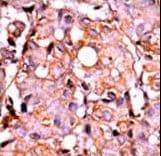 RAD9A / RAD9 Antibody (phospho-Ser387)
