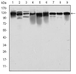 IHC-plus™ MCM2 Antibody (clone 2B3)