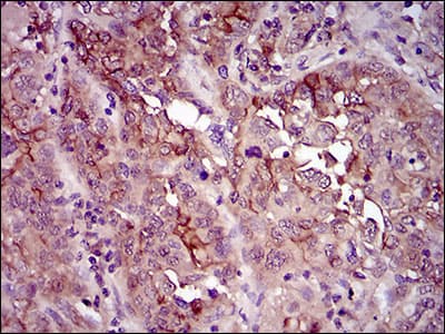 CD33 Antibody (aa15-237, clone 2C6B7)