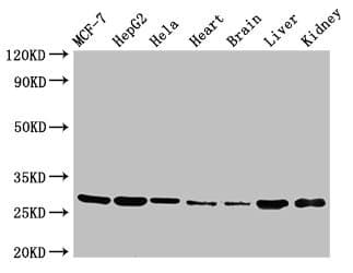 Polyclonal Rabbit anti-Human VPS29 Antibody (IHC, IF, WB)