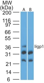 Polyclonal Rabbit anti-Mouse Iigp1 Antibody (aa325-375, WB)