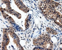 Monoclonal Mouse anti-Human PSMC3 Antibody (clone OTI7B10, IHC, IF, WB)