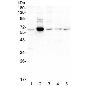 EGFL6 Antibody