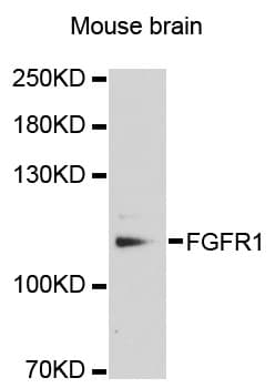 FGFR1 / FGF Receptor 1 Antibody