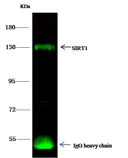 SIRT1 / Sirtuin 1 Antibody (Preservative Free)