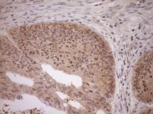 PARG Antibody (aa1-367, clone OTI6F4)