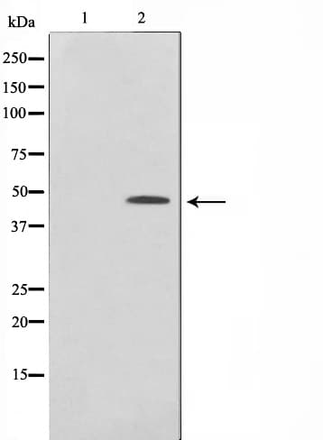 EGR2 Antibody
