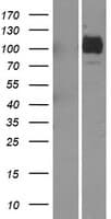 ASAH2 Protein (Over-Expression Lysate Myc-DDK (Flag))
