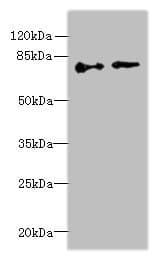 Polyclonal Rabbit anti-Human ECD Antibody (WB)