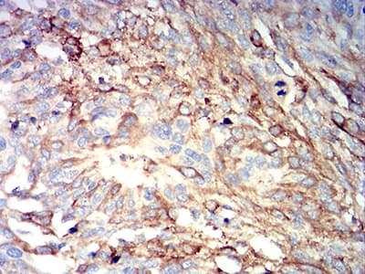 IHC-plus™ IGHM / IgM Antibody (clone 9A8A4)