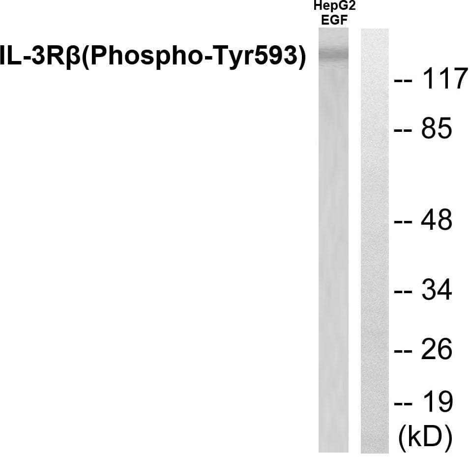 IL3RA / CD123 Antibody (phospho-Tyr593)