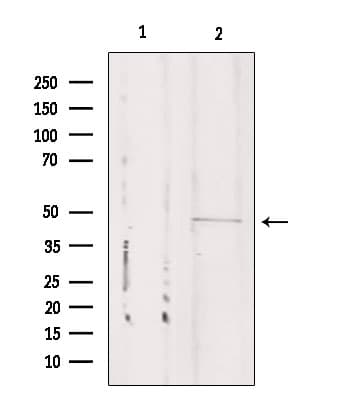CSTF1 Antibody