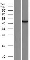 ATAD3C Protein (Over-Expression Lysate Myc-DDK (Flag))