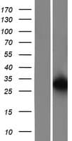EIF6 Protein (Over-Expression Lysate Myc-DDK (Flag))