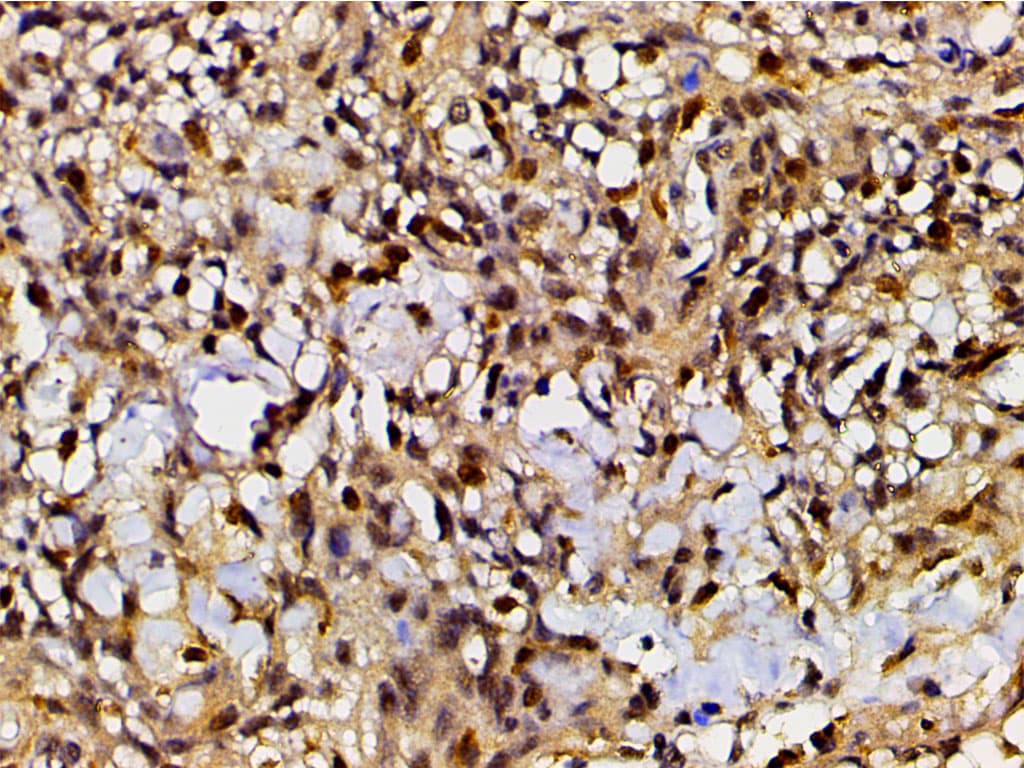EFNB2 / Ephrin B2 Antibody