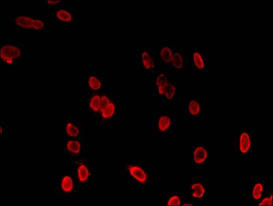 HIST1H3A Antibody