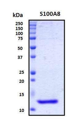 Human S100A8 / MRP8 Protein (Recombinant His, N-Terminal)